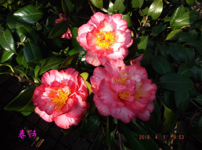 2018-4-1jxsw 026����.jpg