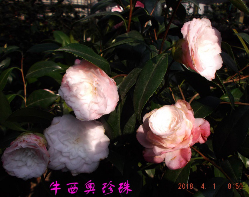 2018-4-1jxsw 017����.jpg