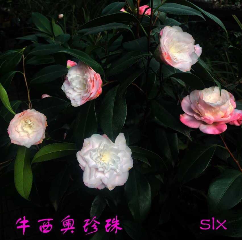 ţ����11.jpg