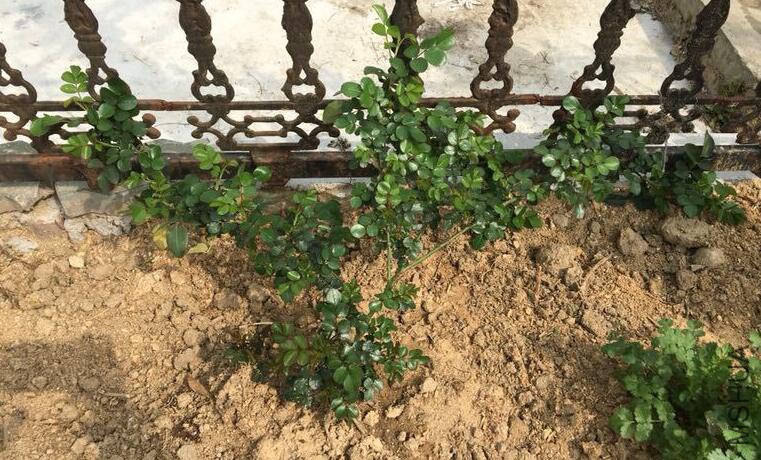 QQ��ͼ20180401180541 f.jpg