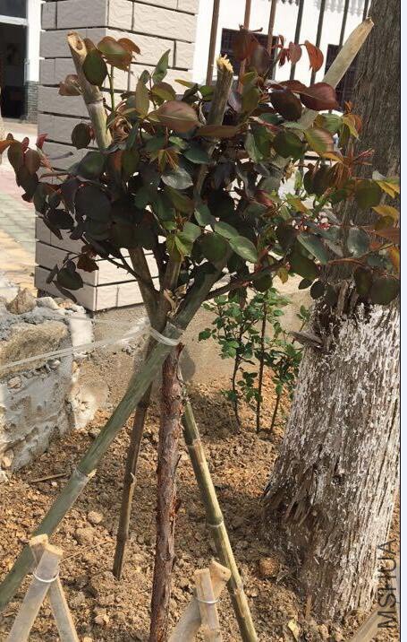 QQ��ͼ20180401180556 f.jpg