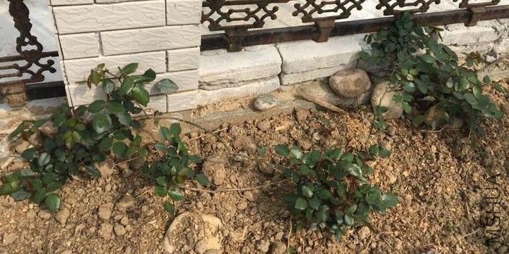 QQ��ͼ20180401180614 f.jpg