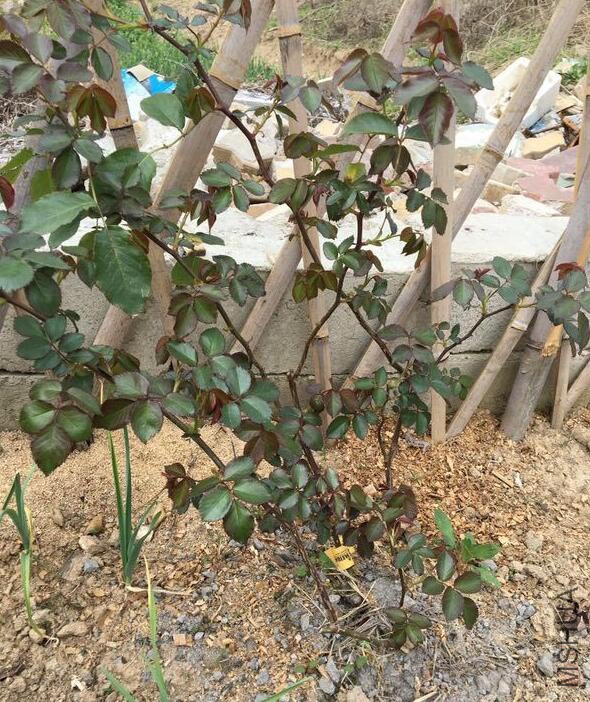 QQ��ͼ20180401180659 f.jpg