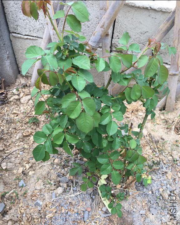 QQ��ͼ20180401180739 f.jpg