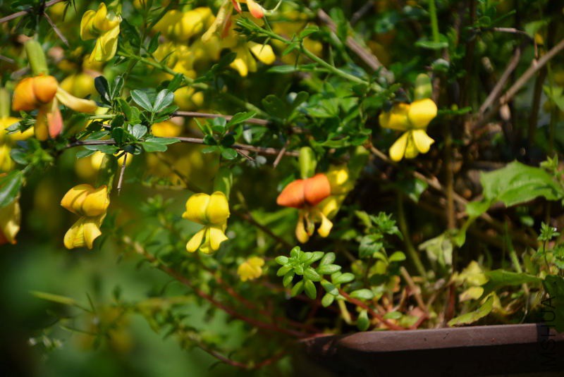 DSC_03190050.JPG