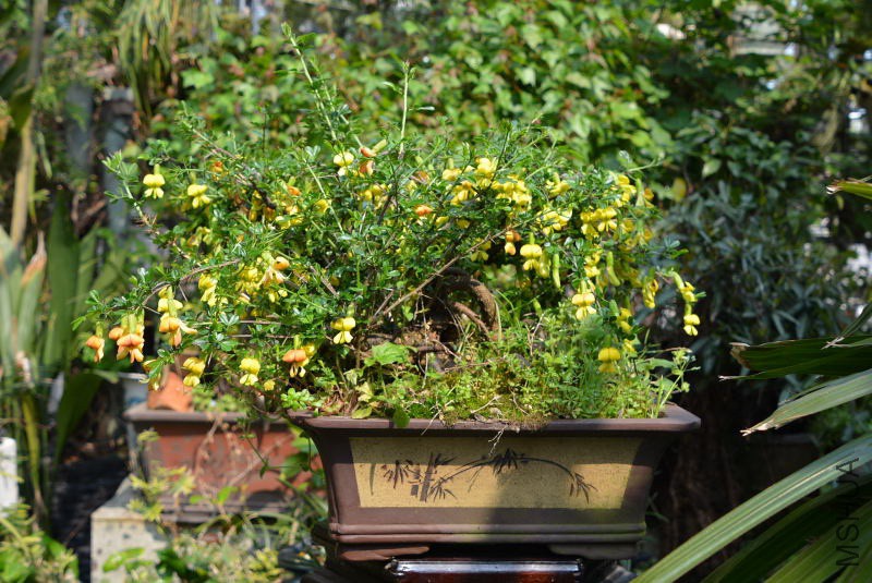 DSC_03100041.JPG