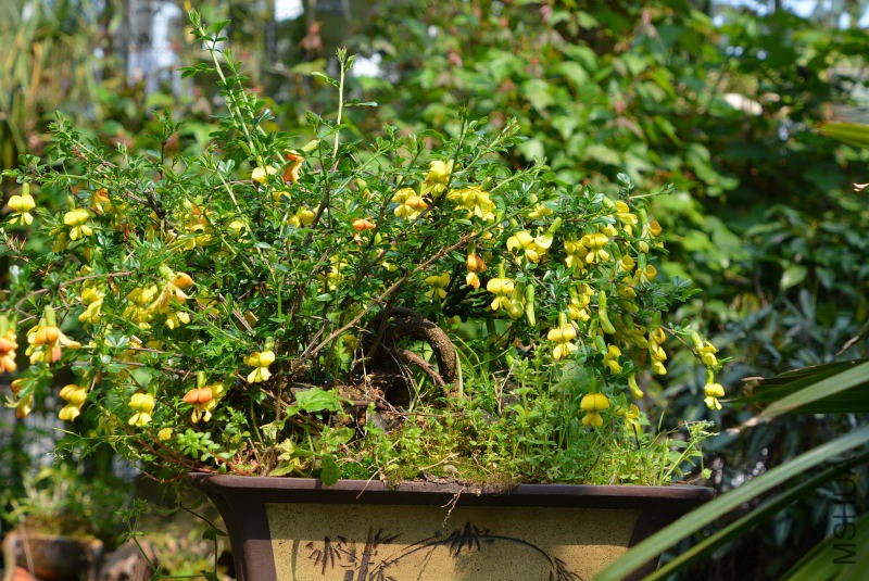 DSC_03160047.JPG