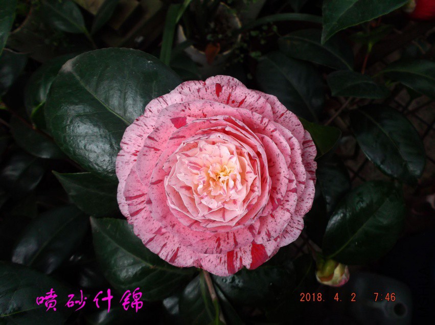2018-4-2jxsw 071����.jpg