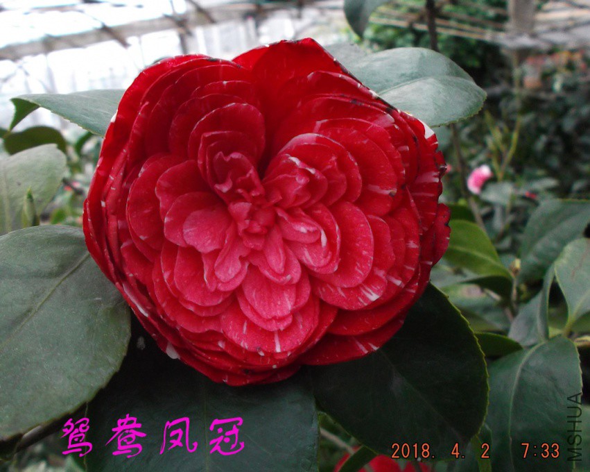2018-4-2jxsw 036����.jpg