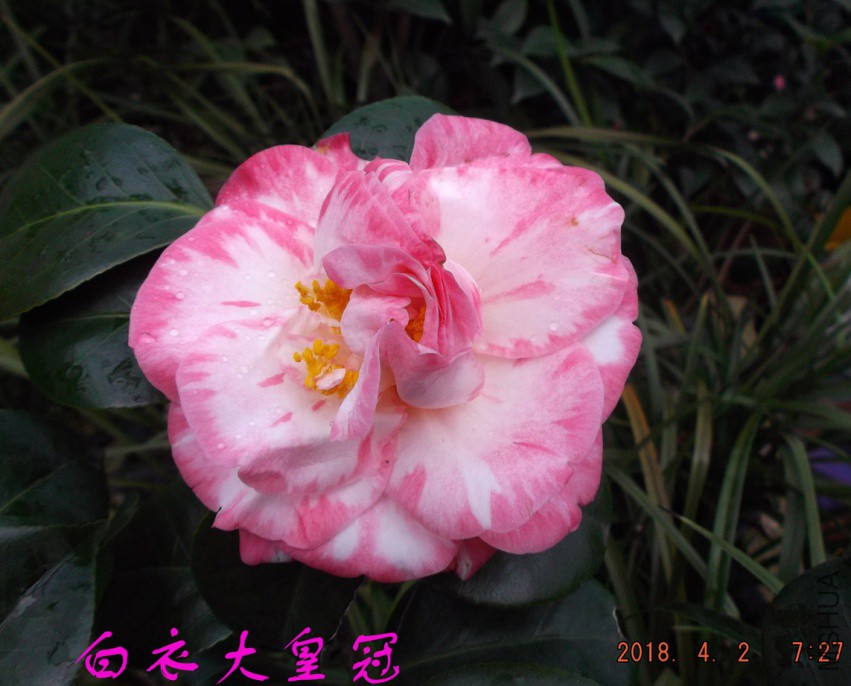 2018-4-2jxsw 019����.jpg