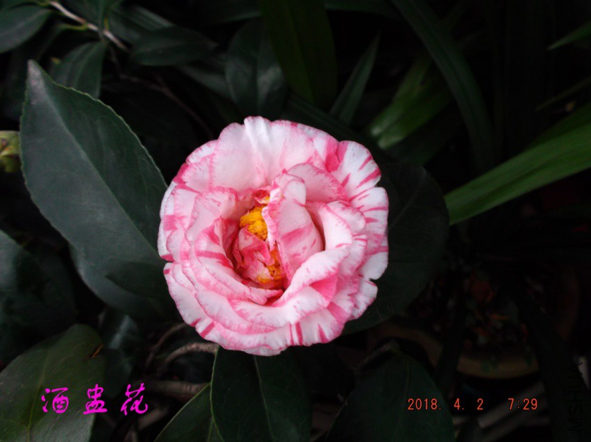 2018-4-2jxsw 026����.jpg