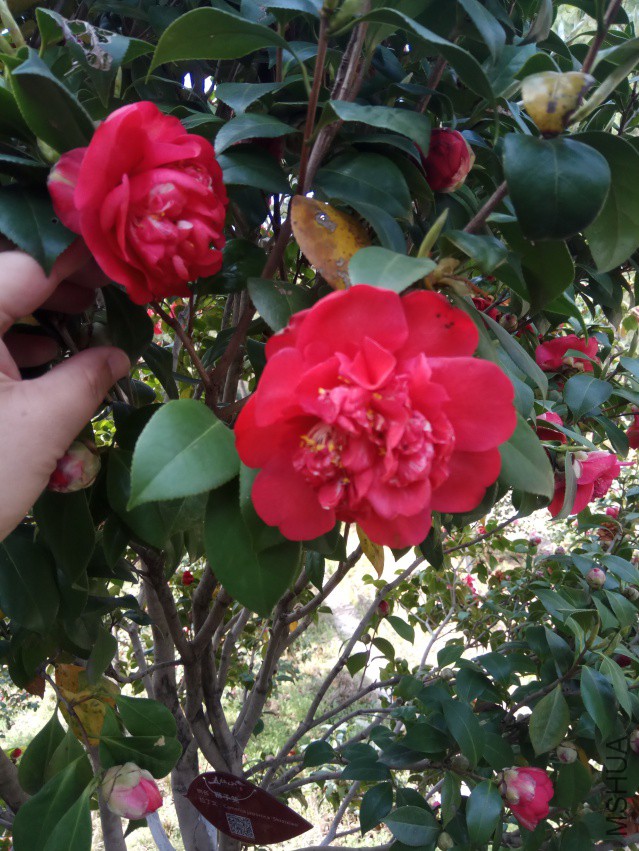 IMG_20180328_135851.jpg