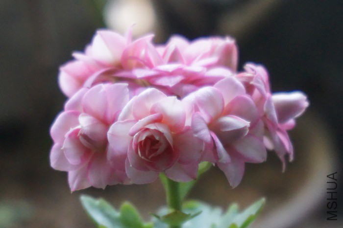 DSC00784_�༭.jpg