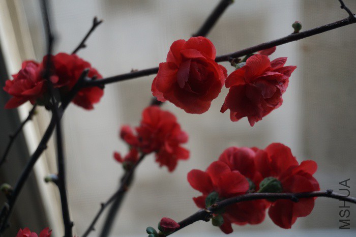 DSC00778_�༭.jpg