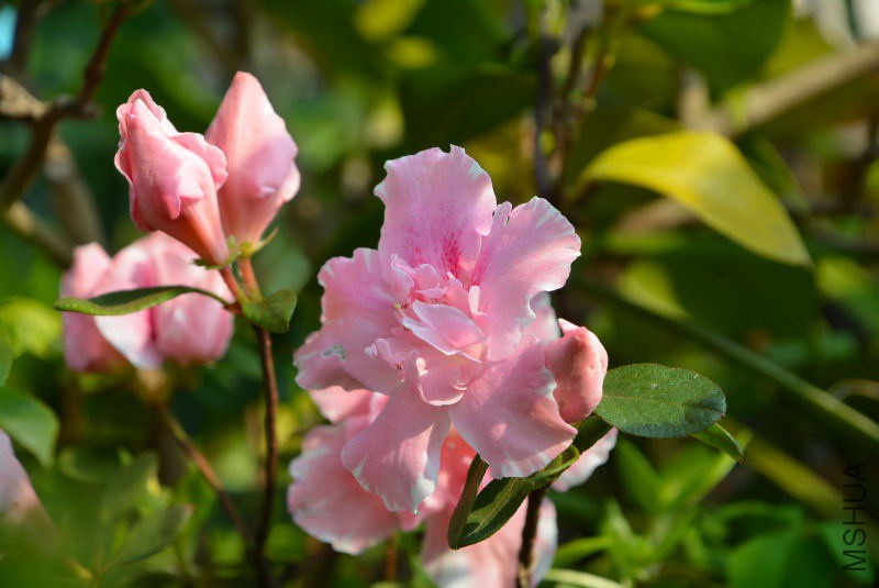 DSC_04130144.JPG