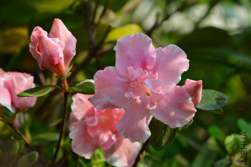 DSC_04250156.JPG