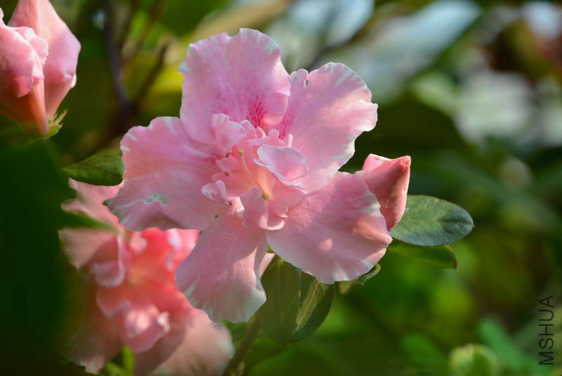 DSC_04270158.JPG