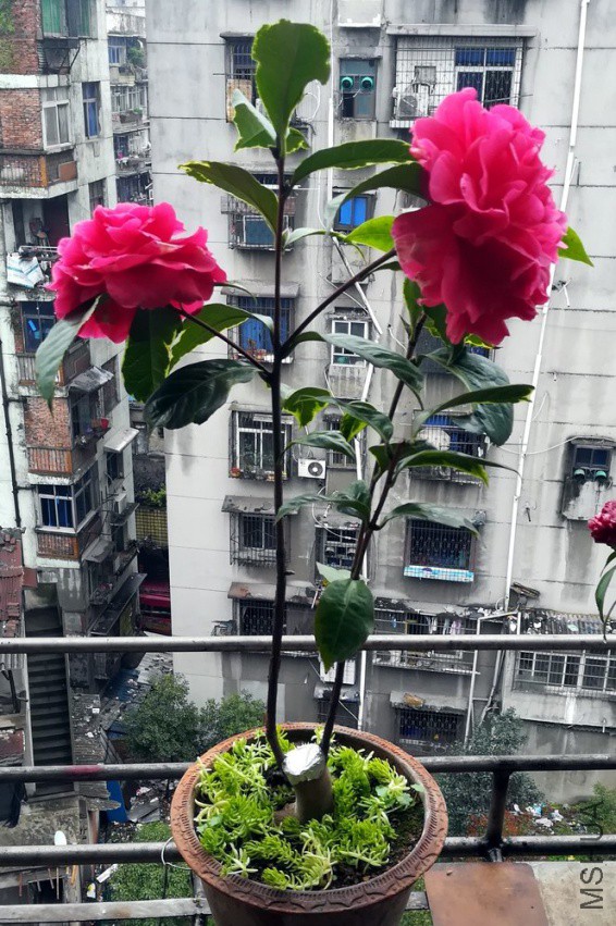 ������ - (31).jpg