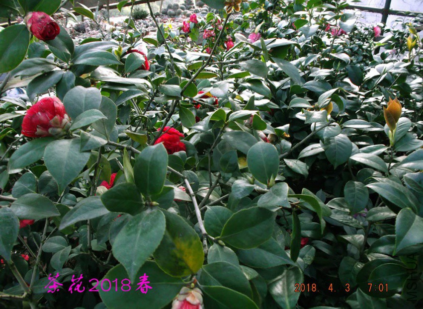 2018-4-3jxsw 068����.jpg