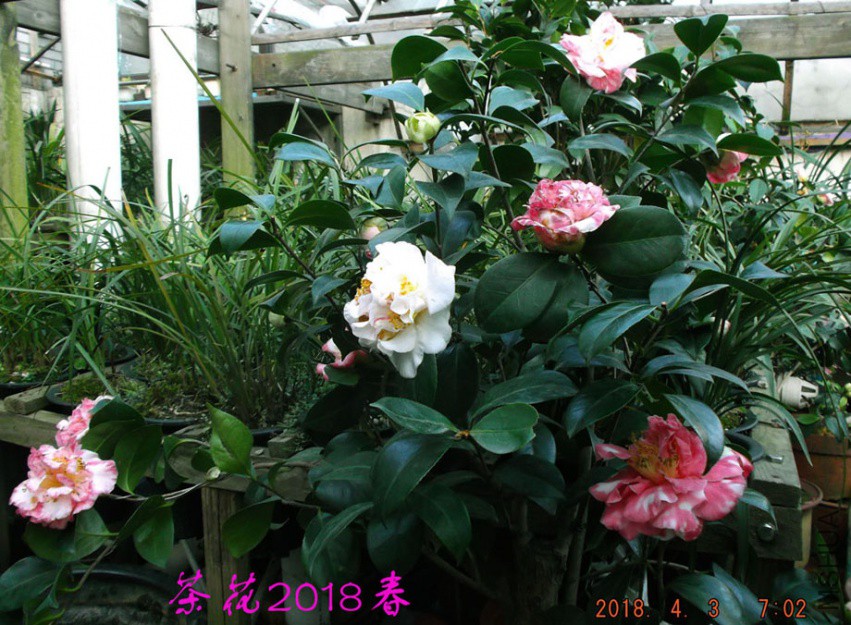 2018-4-3jxsw 071����.jpg