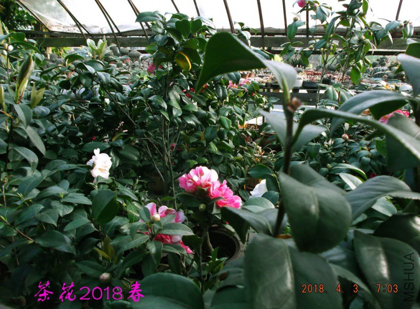 2018-4-3jxsw 077����.jpg