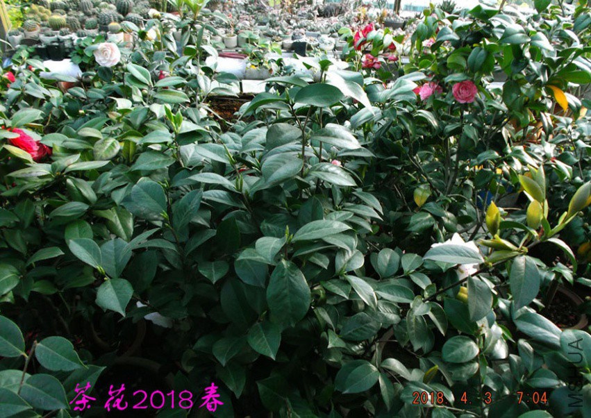 2018-4-3jxsw 079����.jpg