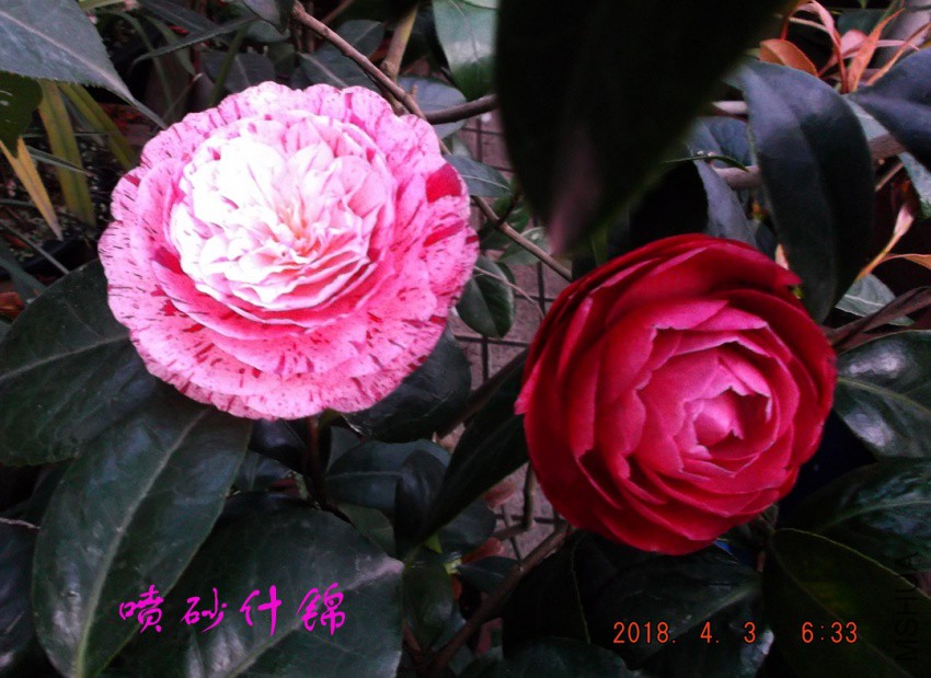 2018-4-3jxsw 020����.jpg