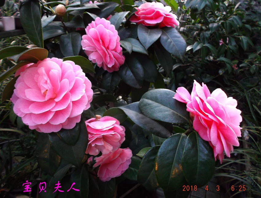2018-4-3jxsw 002����.jpg