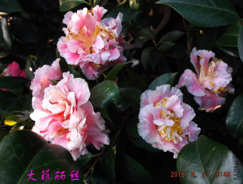 2018-4-3jxsw 036����.jpg