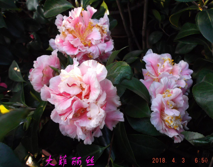 2018-4-3jxsw 038����.jpg