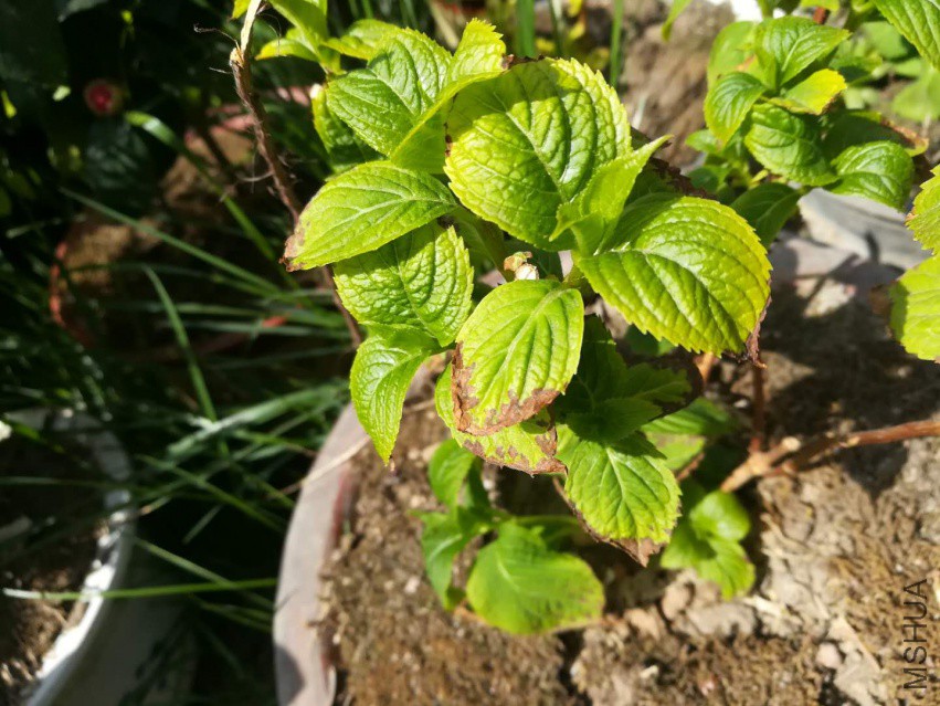 ΢��ͼƬ_20180402150235.jpg