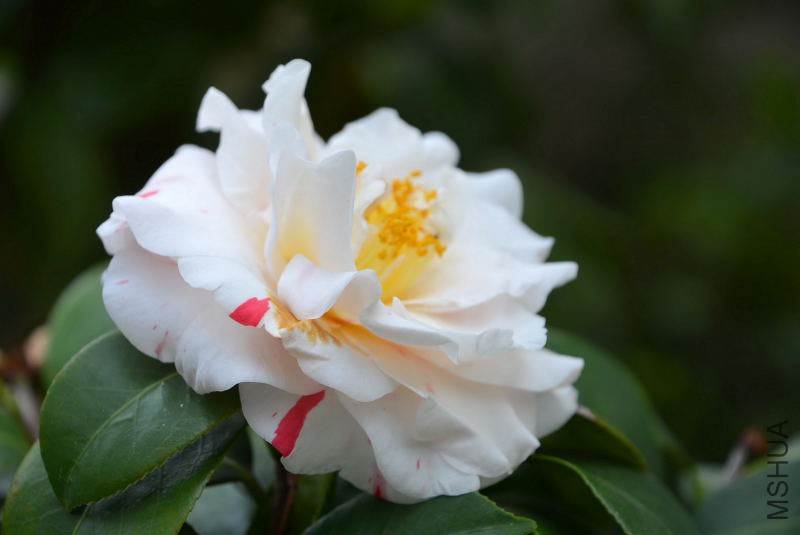 DSC_07620298.JPG