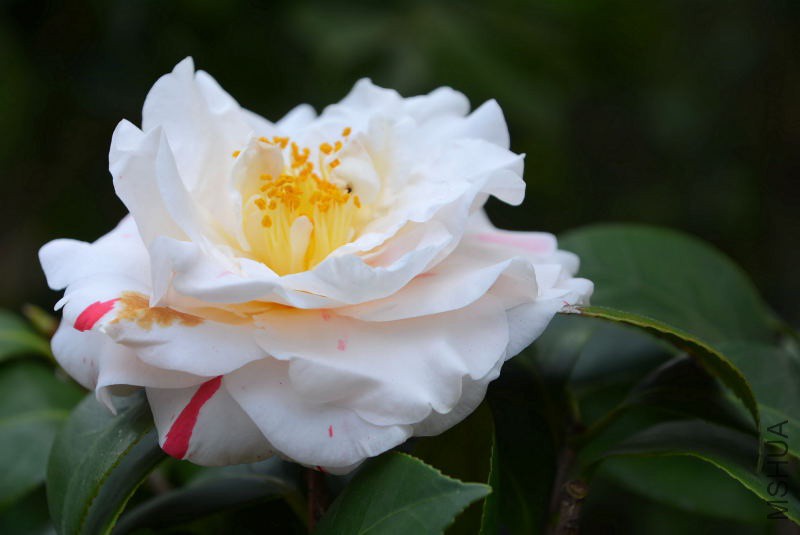 DSC_07530289.JPG