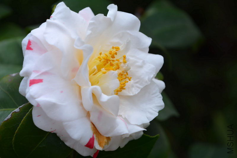 DSC_07510287.JPG
