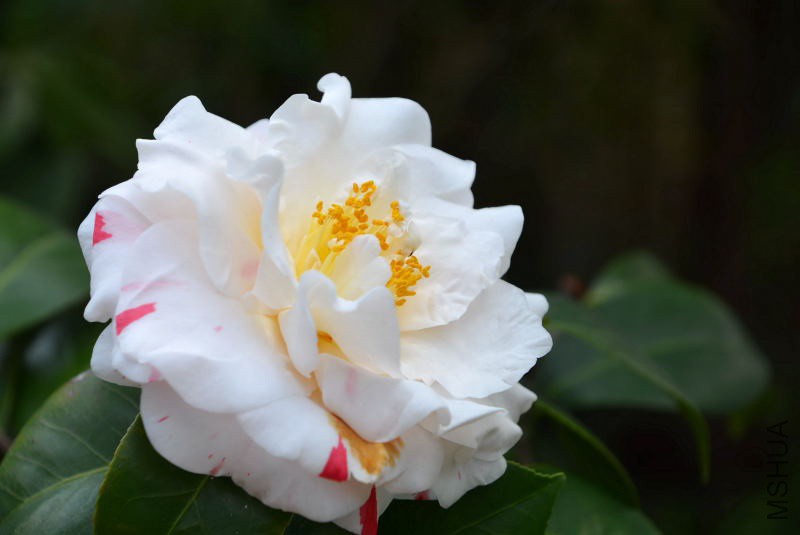 DSC_07600296.JPG