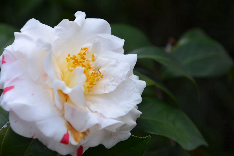 DSC_07500286.JPG