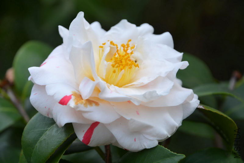 DSC_07550291.JPG