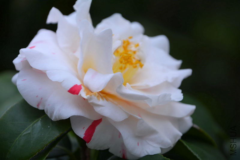 DSC_07470283.JPG