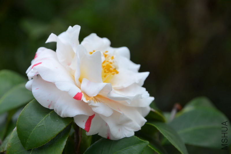 DSC_07610297.JPG