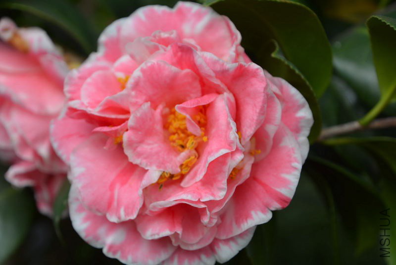 DSC_07680304.JPG