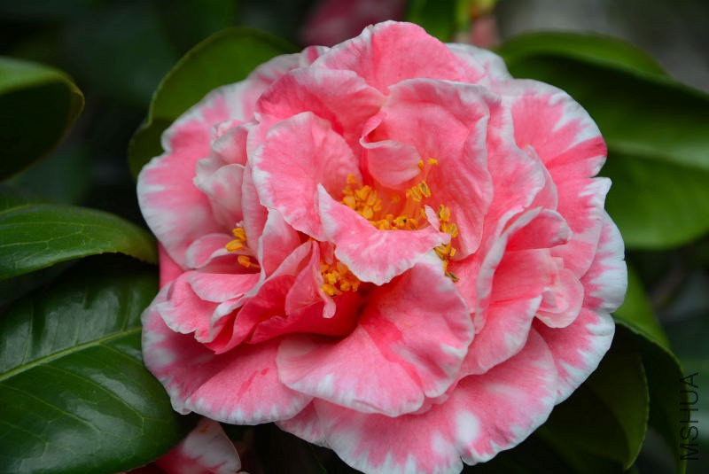 DSC_07860322.JPG