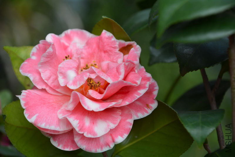 DSC_07770313.JPG