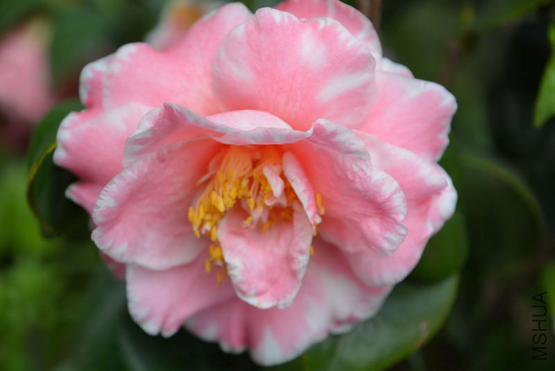 DSC_07730309.JPG