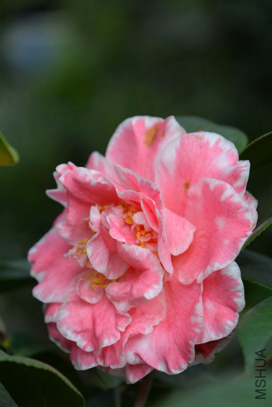 DSC_07840320.JPG