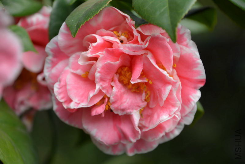 DSC_07630299.JPG