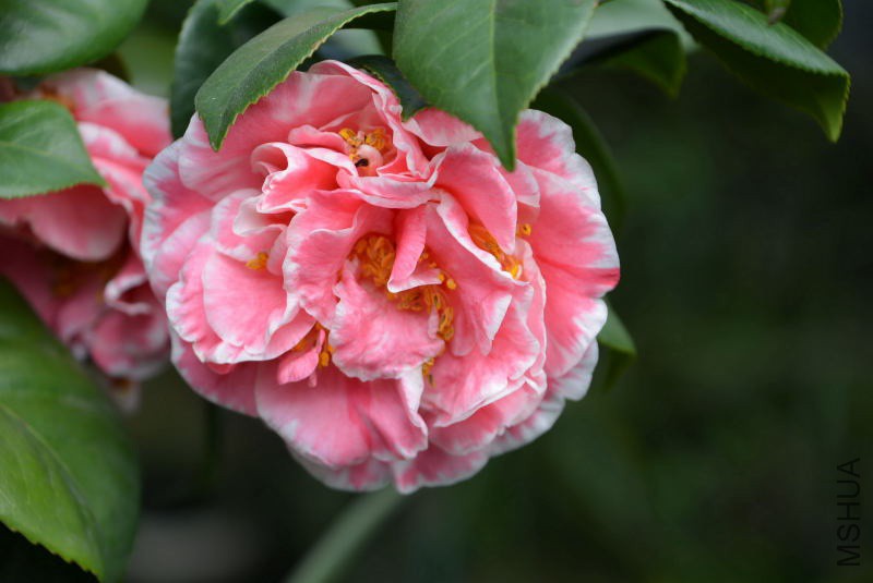 DSC_07750311.JPG