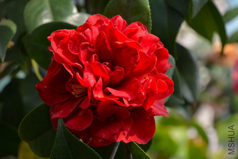 DSC_05740110.JPG