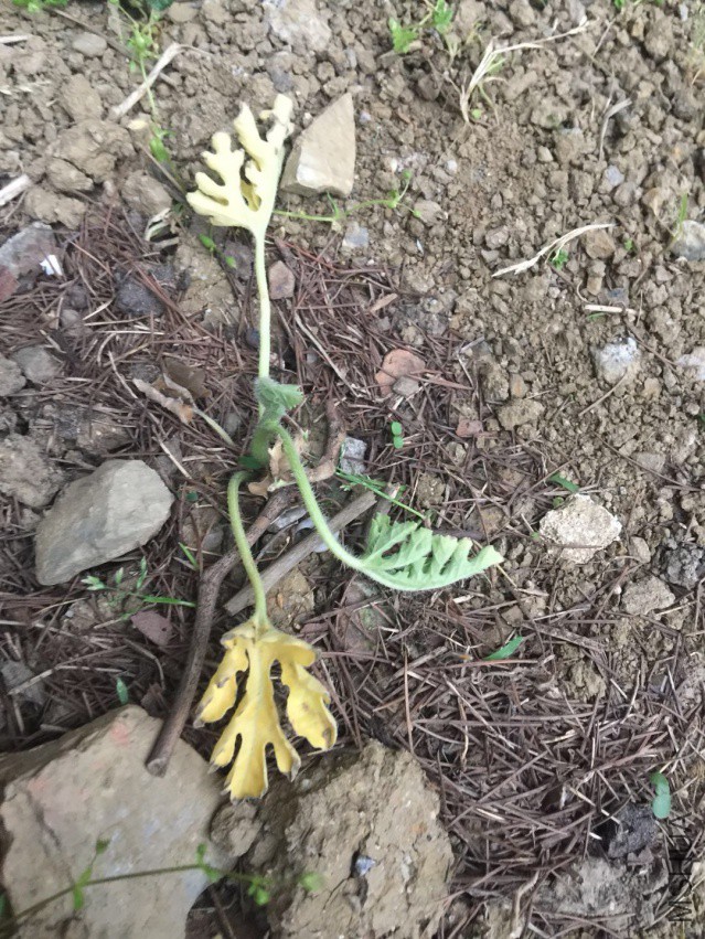 ΢��ͼƬ_20180404104542.jpg