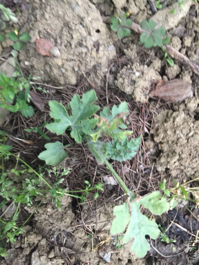 ΢��ͼƬ_20180404104556.jpg