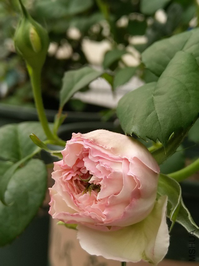 IMG_20180404_114801.jpg